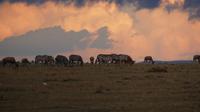 Masai Mara