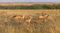 Masai Mara