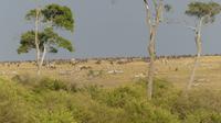 Masai Mara