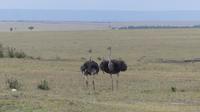 Masai Mara