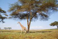Massai Giraffen (6)