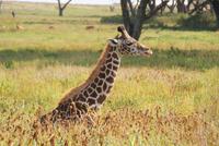 Massai Giraffen