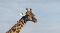 Massei-Giraffe mit Madenhacker