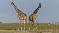 Massei-Giraffen