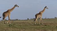 Massei-Giraffen
