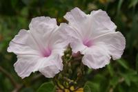 Morning Glory