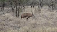 Oryx (Spiesbock)