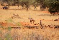 Oryx Antilopen