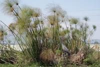 Papyrus mit Reiher