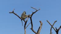 Pavian im Baum