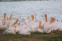 Pelikane am See