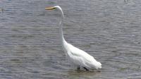 Reiher