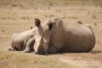 Safari im Solio Reservat (16)