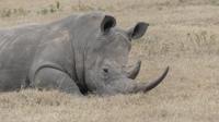 Solio Reservat Breitmaulnashorn