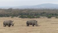 Solio Reservat Breitmaulnashorn