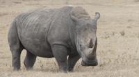 Solio Reservat Breitmaulnashorn