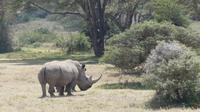 Solio Reservat Breitmaulnashorn