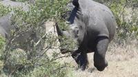 Solio Reservat Breitmaulnashorn