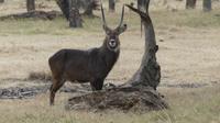 Solio Reservat Defassa-Wasserbock