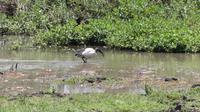 Solio Reservat Heiliger Ibis