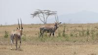 Solio Reservat Oryxantilope (Spießbock)