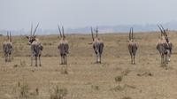 Solio Reservat Oryxantilope (Spießbock)