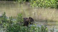 Solio Reservat Otter
