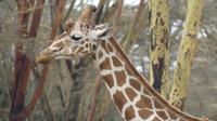 Solio Reservat Rothschidgiraffe