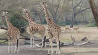Solio Reservat Rothschidgiraffe
