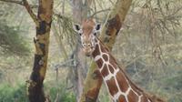 Solio Reservat Rothschidgiraffe