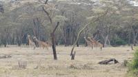 Solio Reservat Rothschidgiraffe