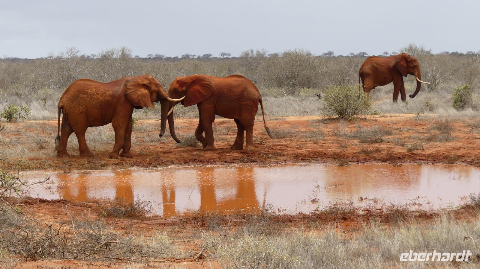 Tsavo Ost 