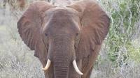 Tsavo Ost 