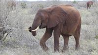Tsavo Ost 