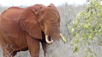 Tsavo Ost 