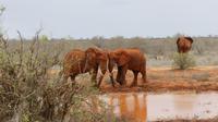 Tsavo Ost 