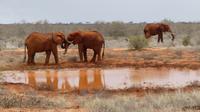 Tsavo Ost 
