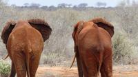 Tsavo Ost 