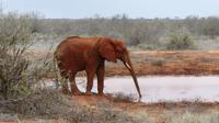 Tsavo Ost 