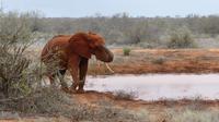Tsavo Ost 