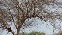 Tsavo Ost Leopard (Mitte) mit Beute (links unten)