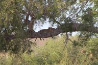 Tsavo Ost Nationalpark - Leopard