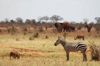 Tsavo Ost Nationalpark - Tiercocktail