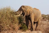 Tsavo Ost am Morgen