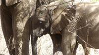 Tsavo West 