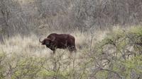 Tsavo West Büffel