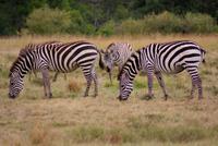 Zebraherde
