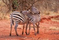 Zebras . (2)