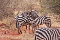 Zebras .
