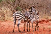 Zebras 